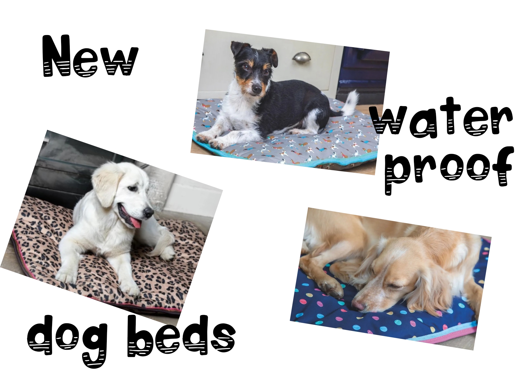 Waterproof Dog Beds Uxbridge, MA