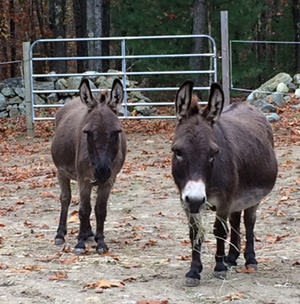 mini donkeys