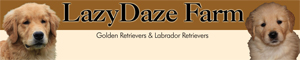 LazyDaze Farm - Golden Retrievers & Labrador Retrievers